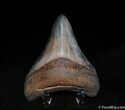 Inch Megalodon Tooth - Stunning Color! #90-2